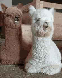 Alpaca GIF