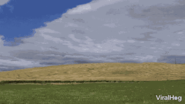 Amber Waves Viralhog GIF