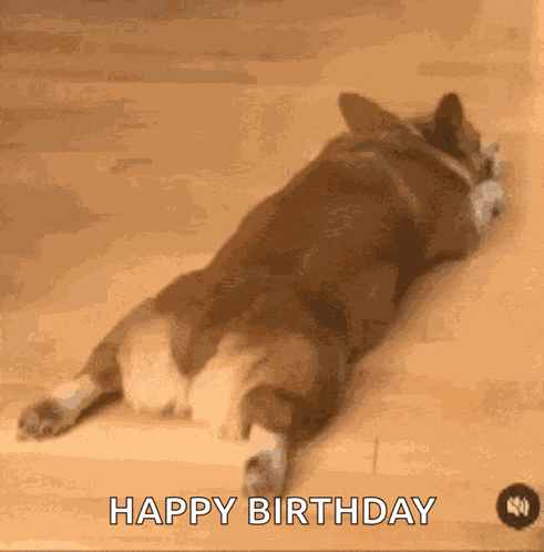 Amdi Dog GIF