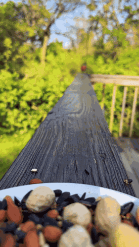 American Robin Robin Runs Up To Camera GIF
