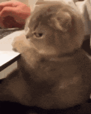 Amma Cat Ts Js Pmo Icl GIF