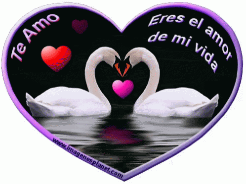 Amor GIF