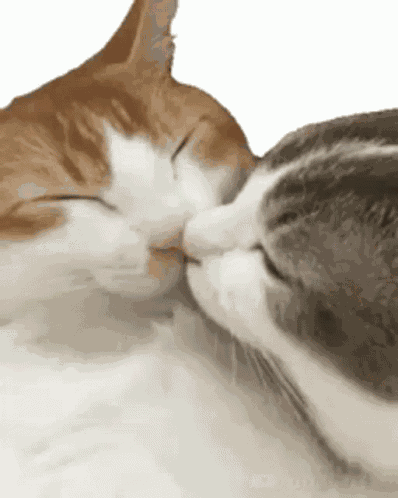 Amores Verdaderos GIF