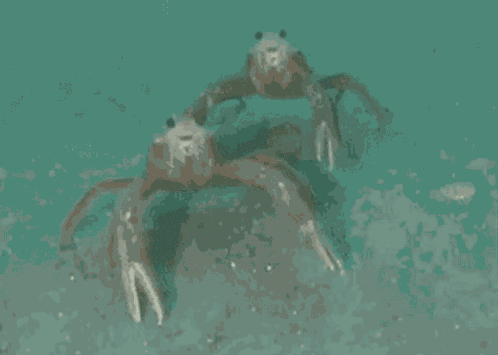 An American Werewolf In London Aawil GIF