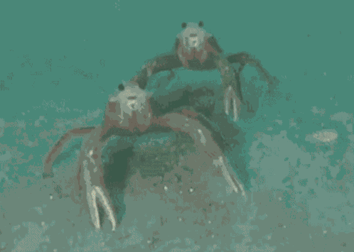 An American Werewolf In London Aawil GIF