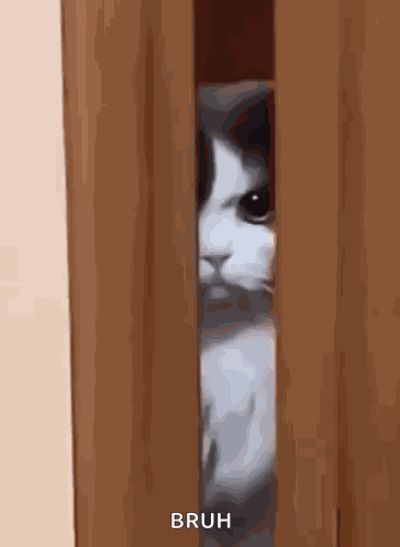 Angry Angry Cat GIF