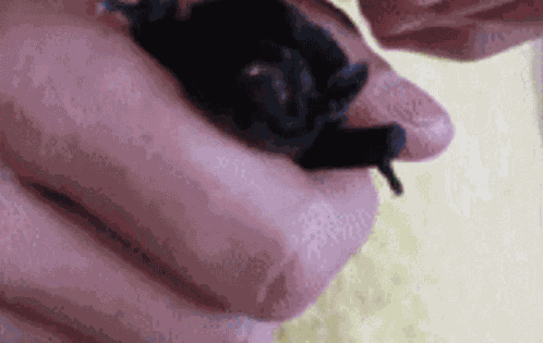 Angry Bat Bat GIF