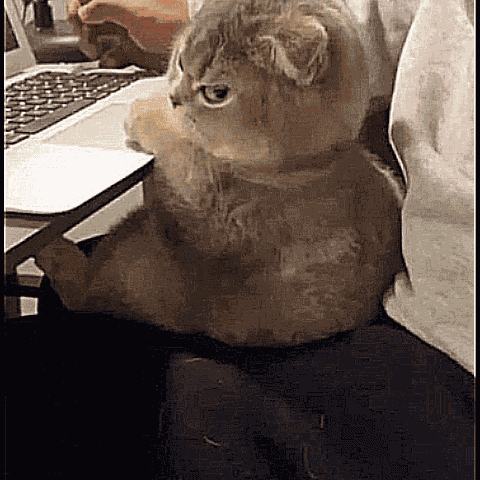 Angry-cat Angry-cat-zoom GIF