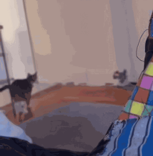 Angry Cat Hiss GIF