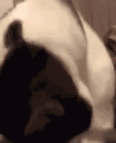 Angry Cat Linx Linxy Hiss Hatred GIF