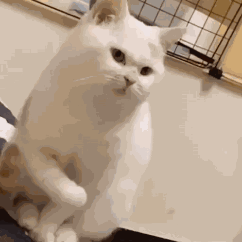 Angry Cat Paw GIF