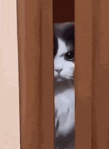 Angry Cat Suspicious GIF
