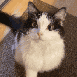 Angry Tuxedo Cat Mad Cat Tuxedo GIF