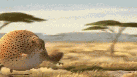 Animal Bounce GIF
