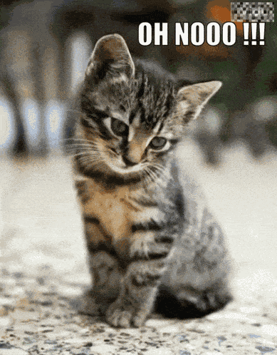 Animal Cats GIF