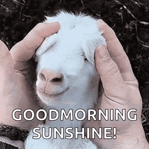 Animal Goat GIF