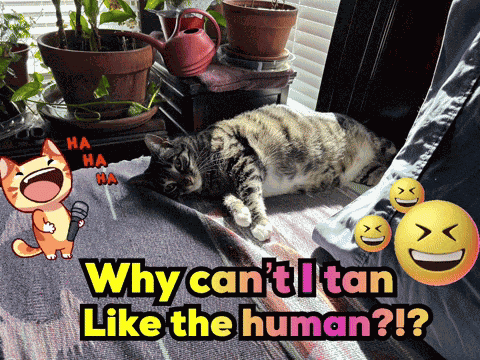 Animal Meme Animal Funny GIF