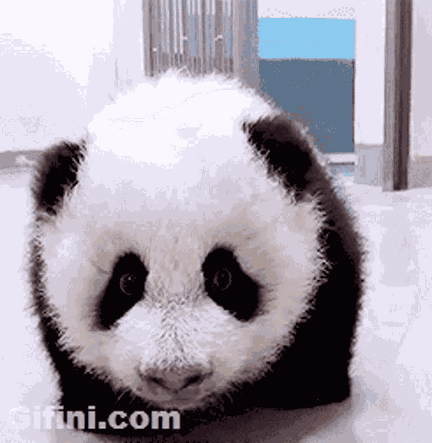 Animals Aww GIF