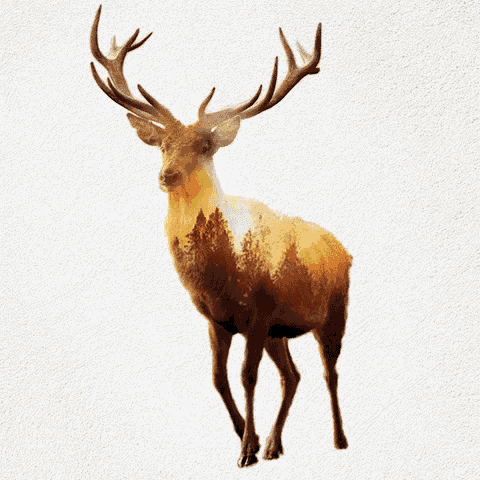 Animals Deer GIF