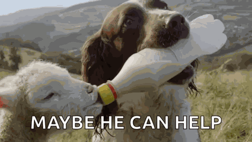 Animals Lamb GIF