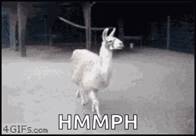 Animals Llama GIF