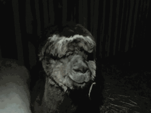 Animals Mniam GIF