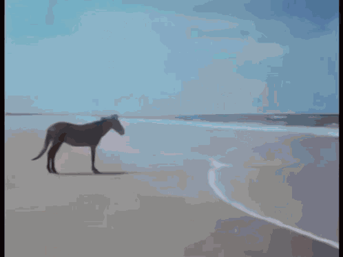 Animals Ocean Animals Sea GIF