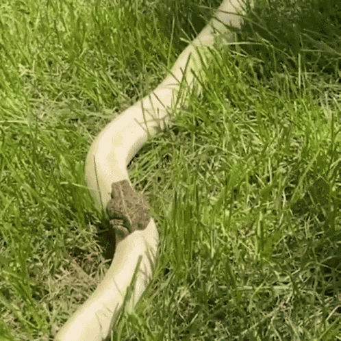Animals Omw GIF