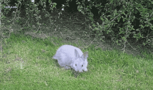 Animals Rabbit Hopping GIF