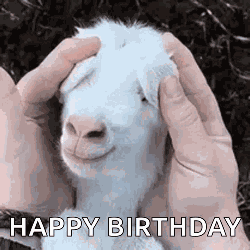 Animals Who Me GIF