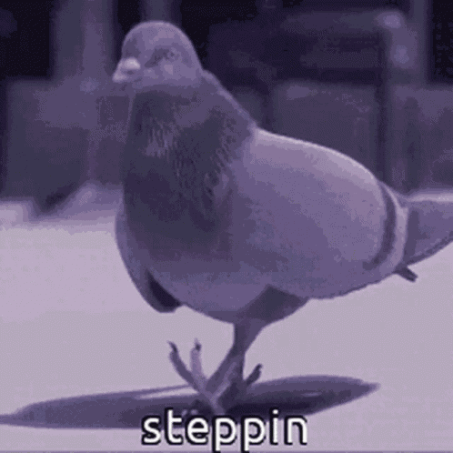 Animals With Captions Pigeon GIF