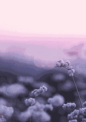 Animated Flower Purple GIF