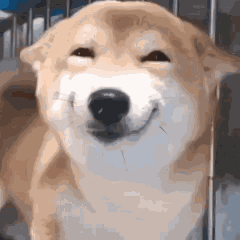 Anjing Tehe GIF