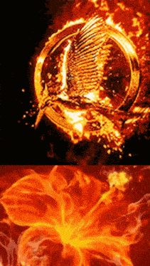 Ankasdf Sdfanka GIF