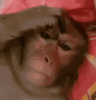 Annoyed Monkey GIF