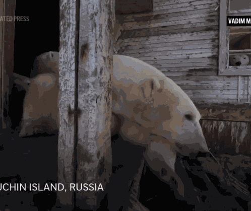 Annoyed Polar Bear Goatgumi GIF