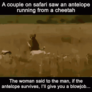 Antelope Cheetah GIF