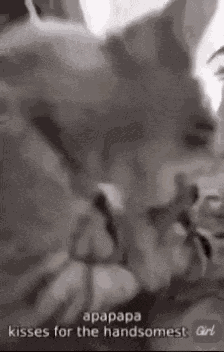 Apapapa Cat GIF