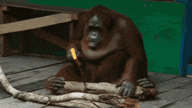 Ape Orangutan GIF