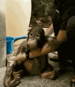 Ape Orrangutan GIF