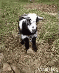 Approach Curious GIF