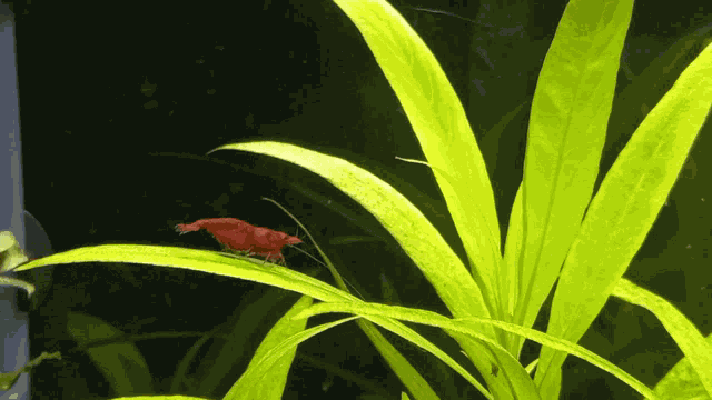 Aquaviva Shrimp GIF