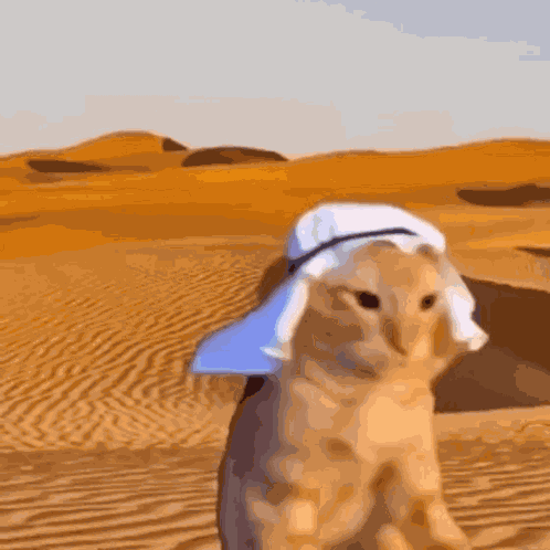 Arabian Cat Arab Cat GIF
