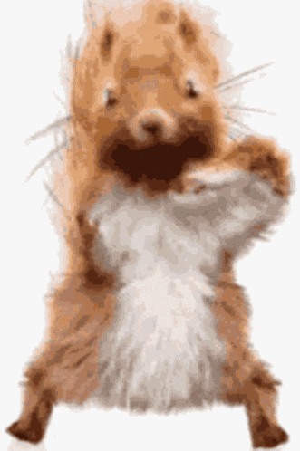 Ardilla Bailando GIF