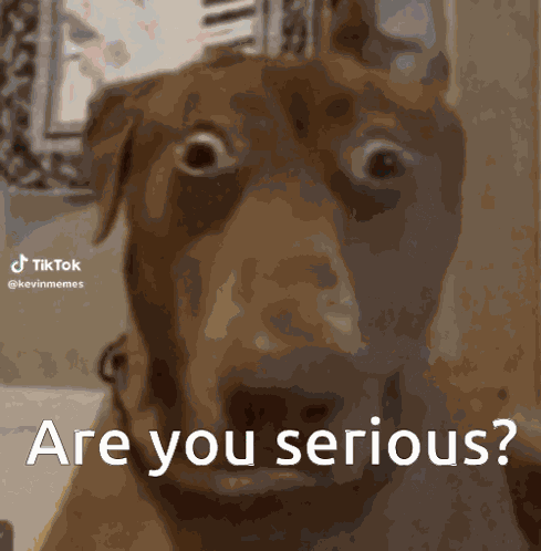 Are You Serious GIF