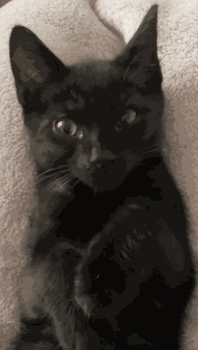 Arlo Arlo Wink GIF