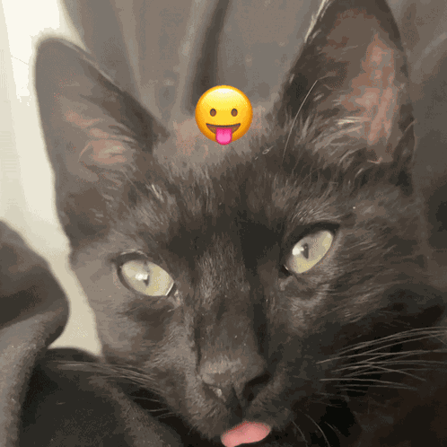 Arlo Bleh GIF
