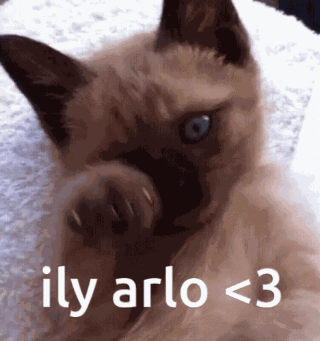 Arlo Cat GIF