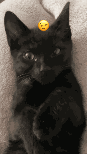 Arlo Wink GIF