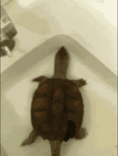 Arnold Snapping Turtle GIF